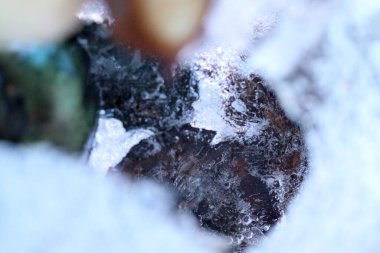 Kurumuş çiçek ve yaprakların soyut resmi buzun içinde donmuştu..