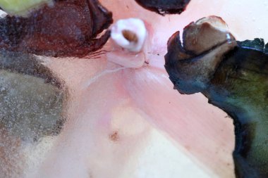 Kurumuş çiçek ve yaprakların soyut resmi buzun içinde donmuştu..