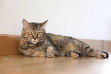 Dişi tekir kedi yerde yatıyor..