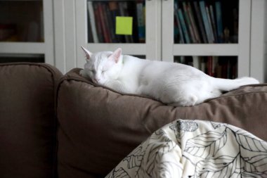 Kanepede yatan genç beyaz kedi..