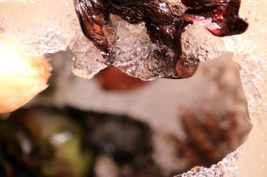 Kurumuş çiçek ve yaprakların soyut resmi buzun içinde donmuştu..