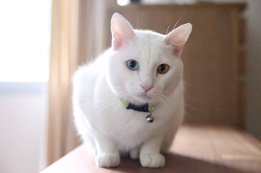 Genç beyaz kedi dolapta yatıyordu..