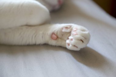 Yatakta yatan garip gözlü kedi..