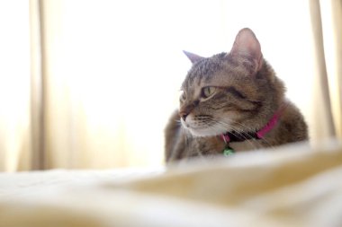 Yatakta yatan tekir kedi..