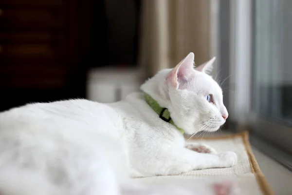 Kucing Bermata Bau Santai Rumah — Stok Foto