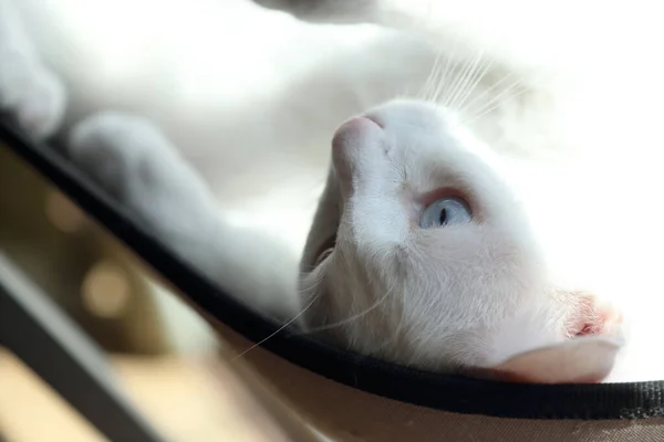 Witte Kat Die Naast Het Raam Ligt — Stockfoto
