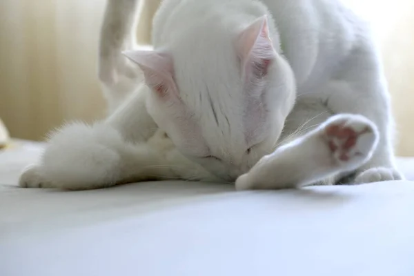 Die Seltsame Katze Die Auf Dem Bett Liegt — Stockfoto