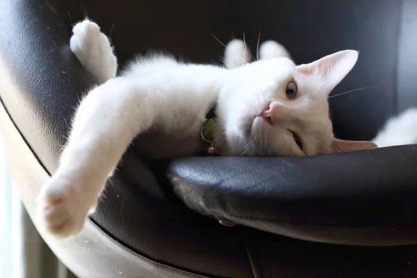 Die Seltsamen Augen Weiße Katze Auf Dem Stuhl Liegend — Stockfoto