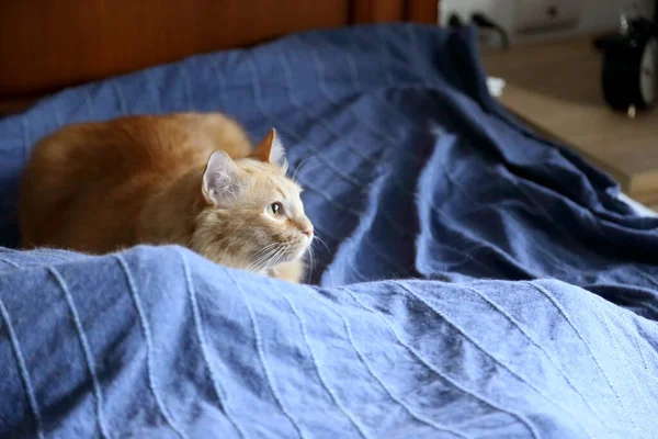 那只生姜猫躺在床上 — 图库照片