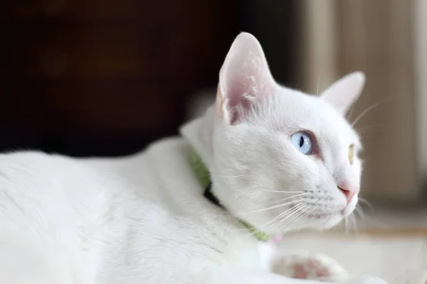 Dziwne Oczy Kot Relaks Domu — Zdjęcie stockowe