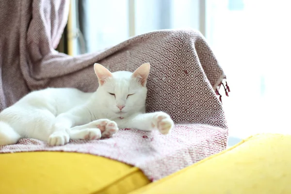 Kucing Bermata Bau Santai Rumah — Stok Foto