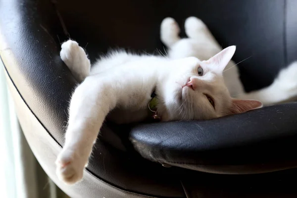 Περίεργα Μάτια Της Άσπρης Γάτας Ξαπλωμένα Στην Καρέκλα — Φωτογραφία Αρχείου