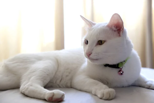 Los Ojos Extraños Gato Acostado Cama — Foto de Stock