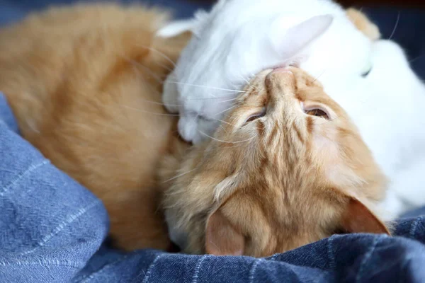 Zwei Junge Katzen Beim Kämpfen Auf Dem Bett — Stockfoto