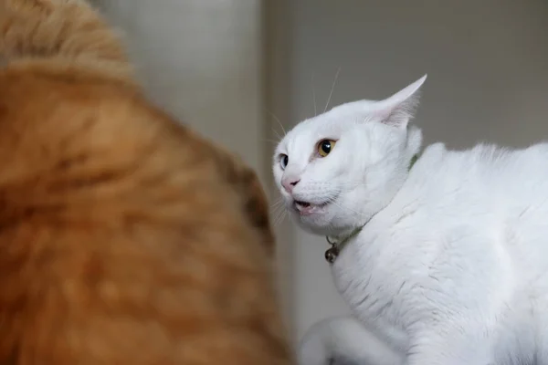 Zwei Junge Katzen Beim Kämpfen Schlafzimmer — Stockfoto