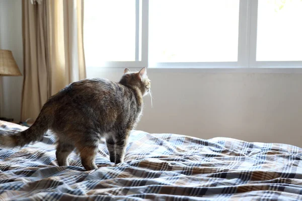 Die Junge Gestromte Katze Schaut Aus Dem Fenster — Stockfoto