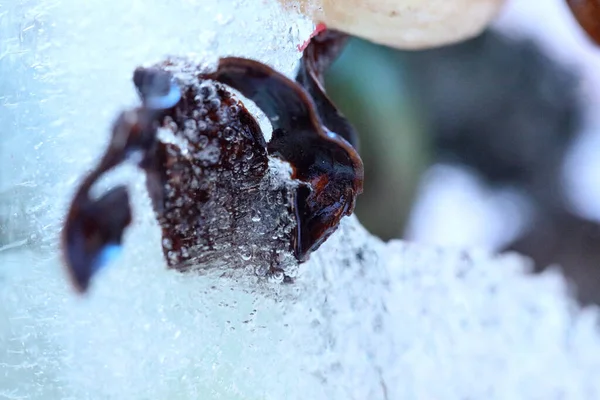 Imagen Abstracta Flores Secas Hojas Fueron Congeladas Hielo — Foto de Stock