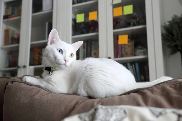 Młody Biały Kot Leżący Kanapie — Zdjęcie stockowe