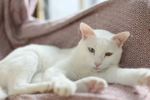 Dziwne Oczy Kot Relaks Domu — Zdjęcie stockowe