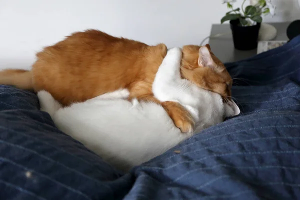 Dos Gatos Jóvenes Jugando Lucha Cama — Foto de Stock