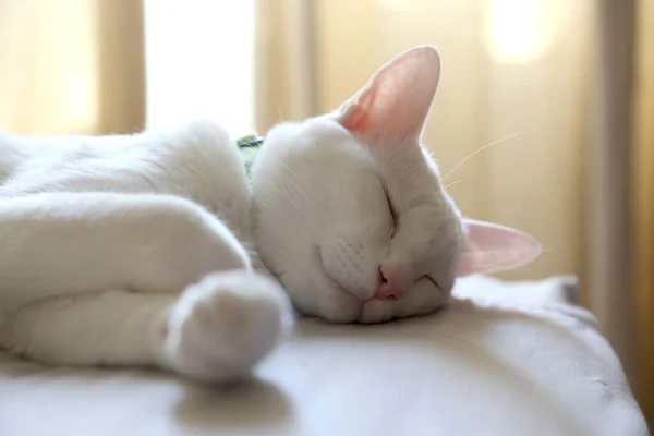 Die Seltsame Katze Die Auf Dem Bett Liegt — Stockfoto