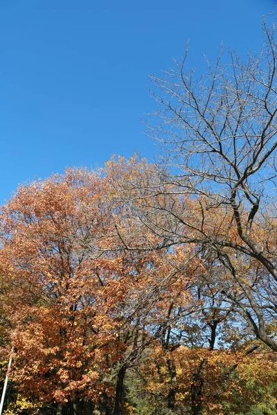 Die Getrockneten Bäume Der Herbstsaison — Stockfoto