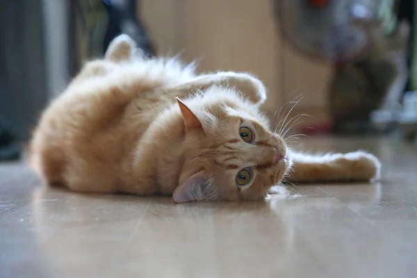 Jonge Roodharige Kat Houten Vloer — Stockfoto