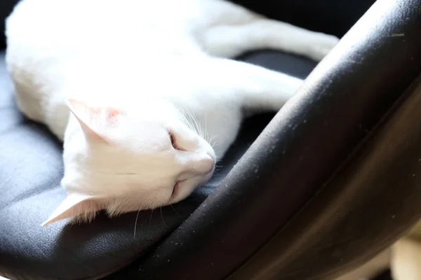 Die Seltsamen Augen Weiße Katze Auf Dem Stuhl Liegend — Stockfoto