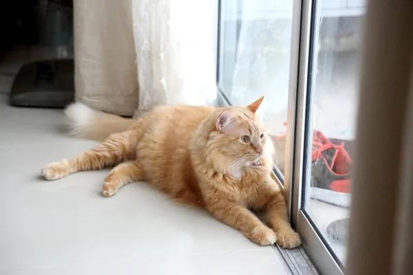 Młody Rudy Kot Leżący Oknem — Zdjęcie stockowe