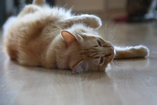 Die Junge Ingwerkatze Liegt Auf Dem Holzboden — Stockfoto