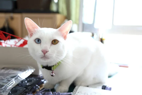 Дивні Очі Кіт Сидить Пластиковій Моделі Іграшки — стокове фото