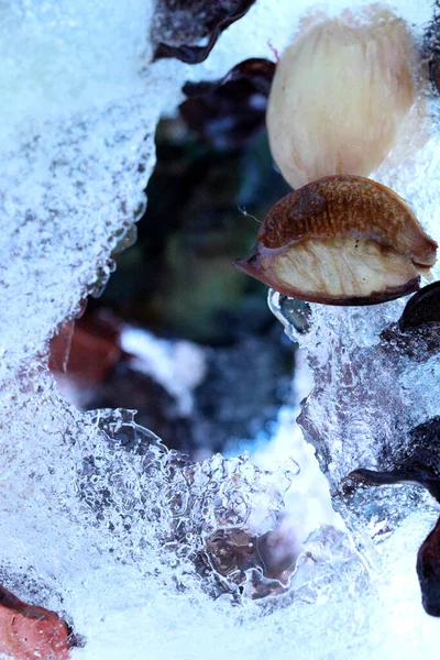 Imagen Abstracta Flores Secas Hojas Fueron Congeladas Hielo — Foto de Stock