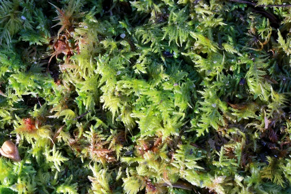 Makroobraz Małych Roślin — Zdjęcie stockowe