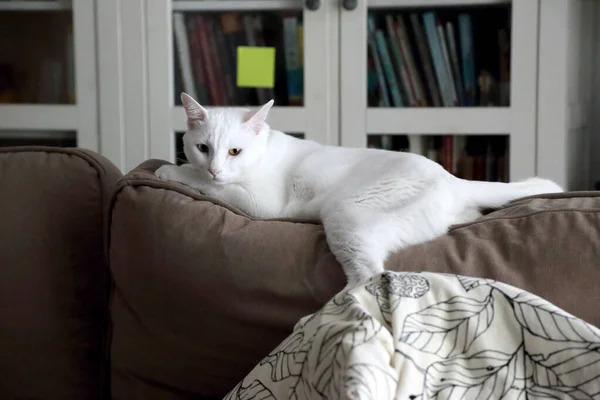 Jovem Gato Branco Deitado Sofá — Fotografia de Stock