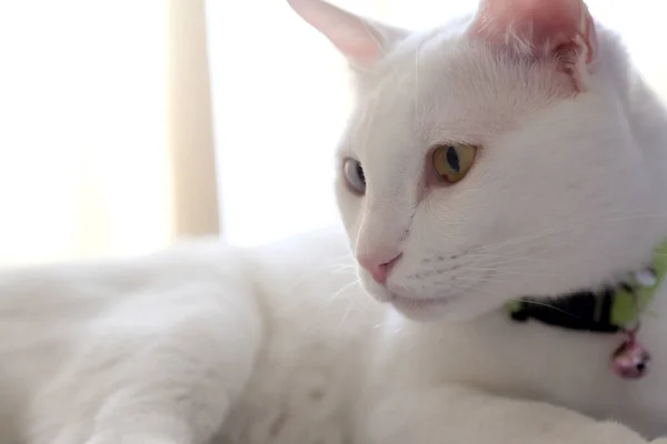 Los Ojos Extraños Gato Acostado Cama — Foto de Stock