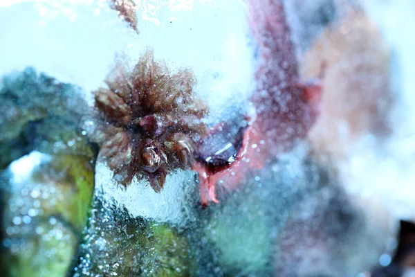 Das Abstrakte Bild Von Getrockneten Blumen Und Blättern War Eis — Stockfoto