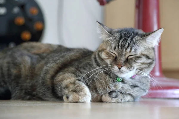 Young Tabby Cat Lying Floor — Stock Photo, Image