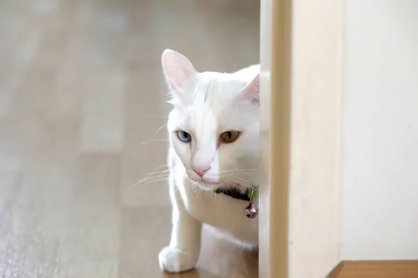 Die Junge Weiße Katze Vor Der Tür — Stockfoto