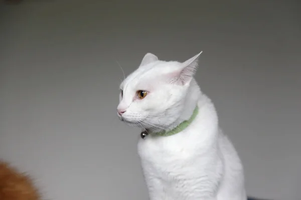 Twee Jonge Katten Spelen Vechten Slaapkamer — Stockfoto