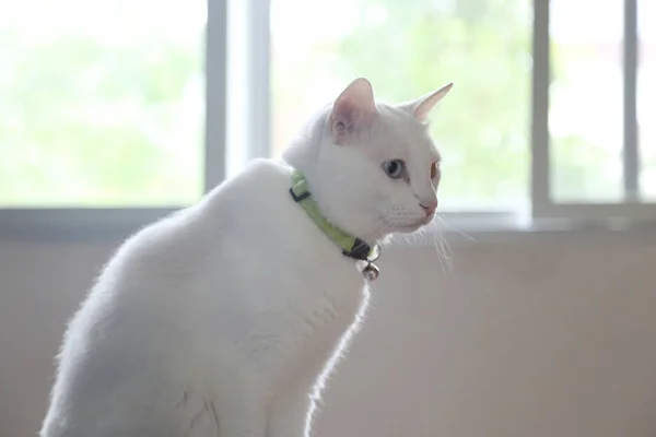 Jonge Witte Kat Die Kast Ligt — Stockfoto