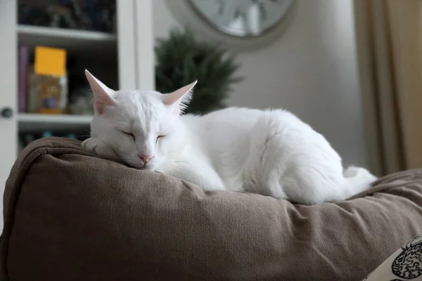 Die Junge Weiße Katze Liegt Auf Dem Sofa — Stockfoto