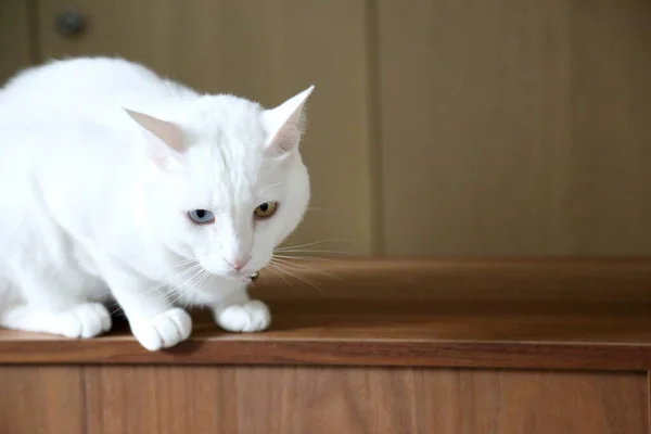 Jonge Witte Kat Die Kast Ligt — Stockfoto