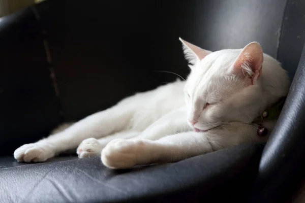 Los Ojos Extraños Gato Blanco Acostado Silla — Foto de Stock