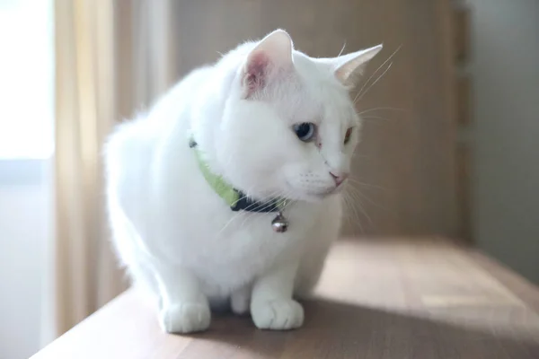 Young White Cat Lying Cupboard — Stock Photo, Image