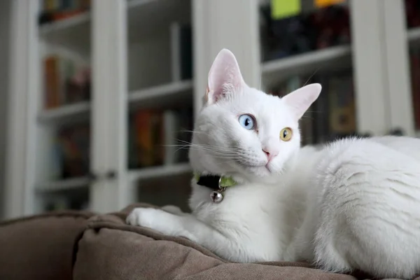 Молодий Білий Кіт Лежить Дивані — стокове фото