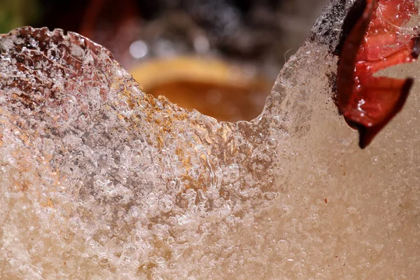 Immagine Astratta Fiori Foglie Essiccati Sono Stati Congelati Nel Ghiaccio — Foto Stock