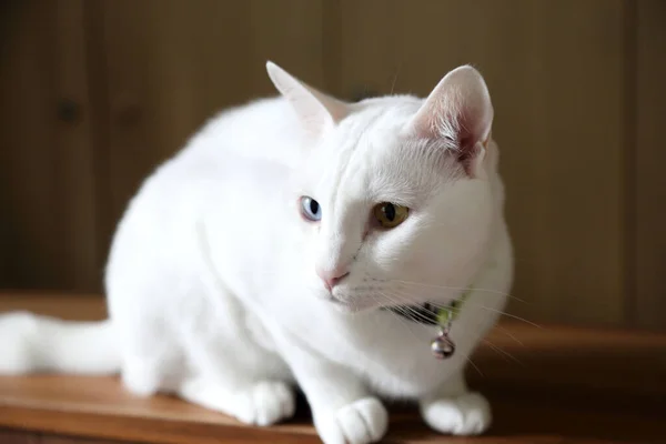Młody Biały Kot Leżący Kredensie — Zdjęcie stockowe