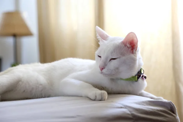 침대에 고양이의 — 스톡 사진