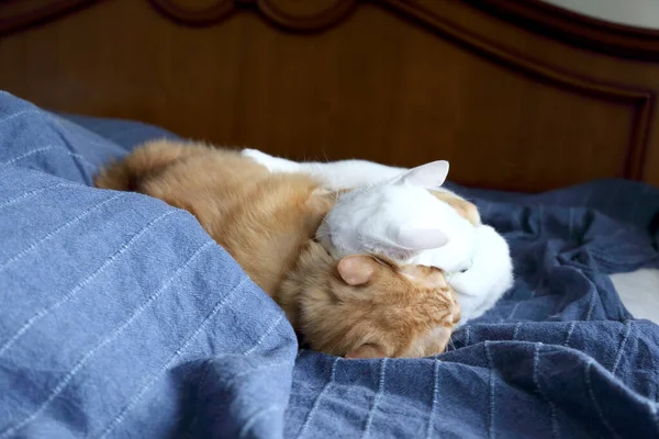 Two Young Cats Playing Fighting Bed — Stock Photo, Image