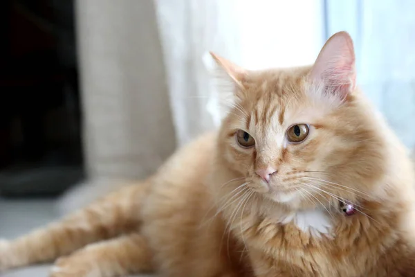 Die Junge Ingwerkatze Liegt Neben Dem Fenster — Stockfoto